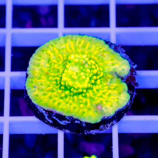 WWC Ultra Money Shot Montipora Frag Mother Colony UMSMMC050101 WYSIWYG