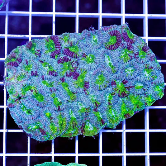 Toxic Aussie Favia Mother Colony TAFMC050101 WYSIWYG