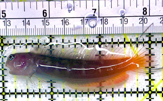 Bicolor Blenny BB030301 WYSIYWG Size: XXL/SHOW 3.25"