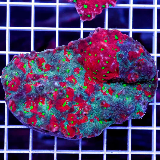 Toxic Aussie War Favites Mother Colony TAWFMC050101 WYSIWYG