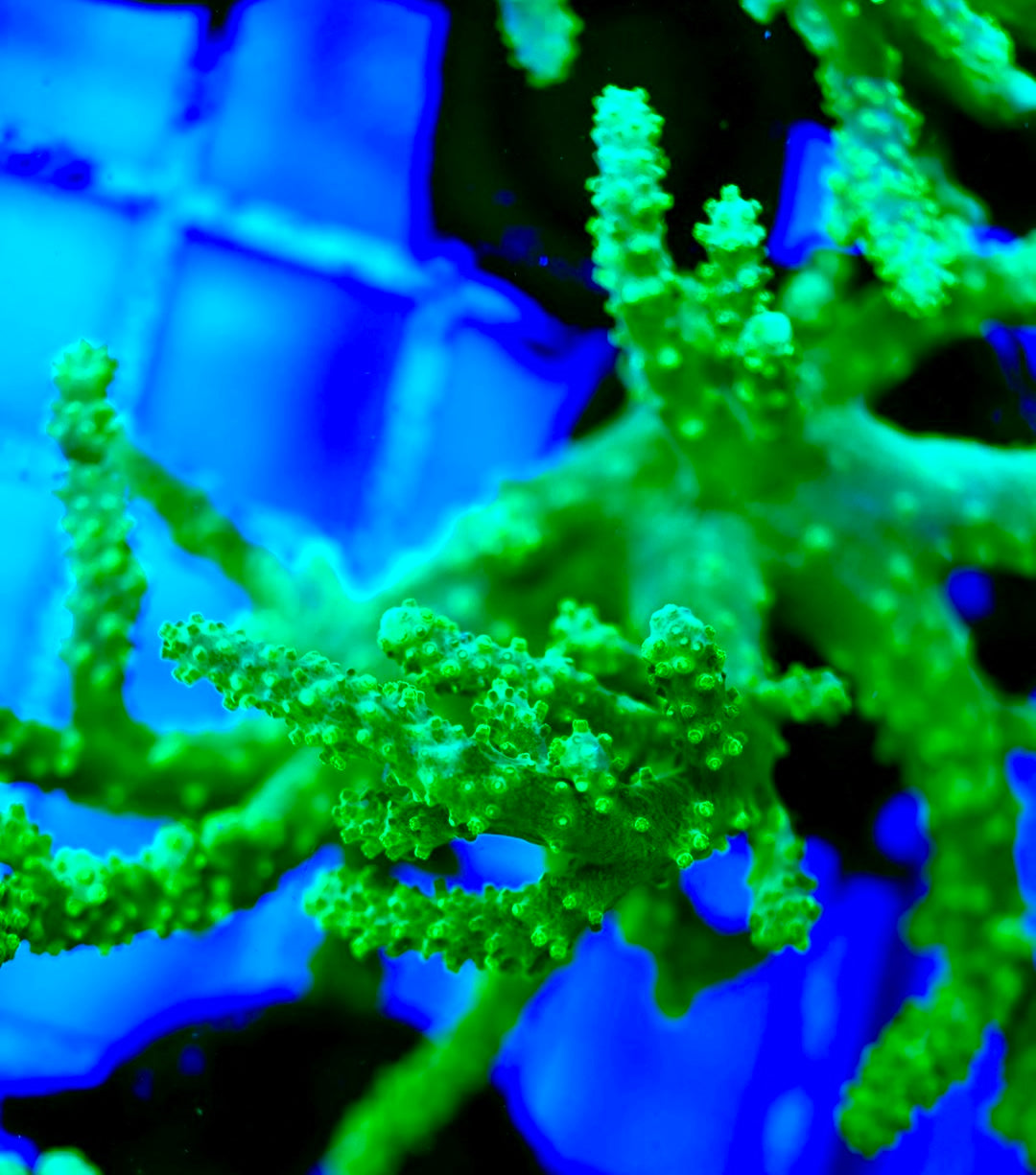 Ultra Aussie Finger Leather Large Frag UAFL042410 WYSIWYG