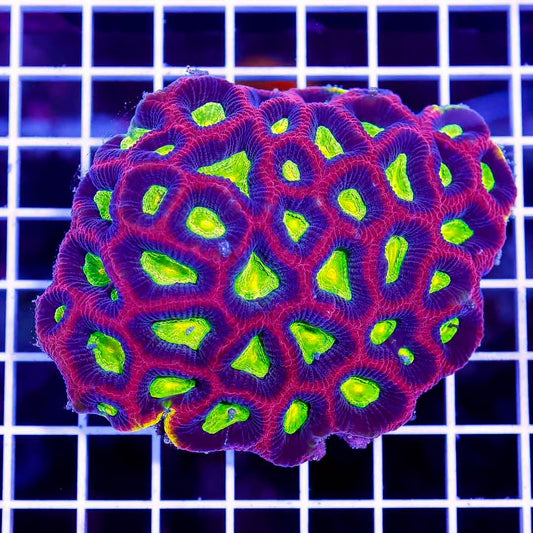 Ultra Hot Prism Favia Mother Colony UHPFMC050103 WYSIWYG