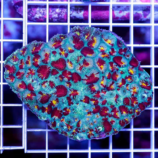 Ultra Hot Aussie Favia Mother Colony UHAFMC050102 WYSIWYG