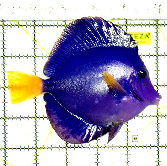 Oman Special Grade A Purple Tang OSG042502 WYSIWYG Size: L 4" to 5"