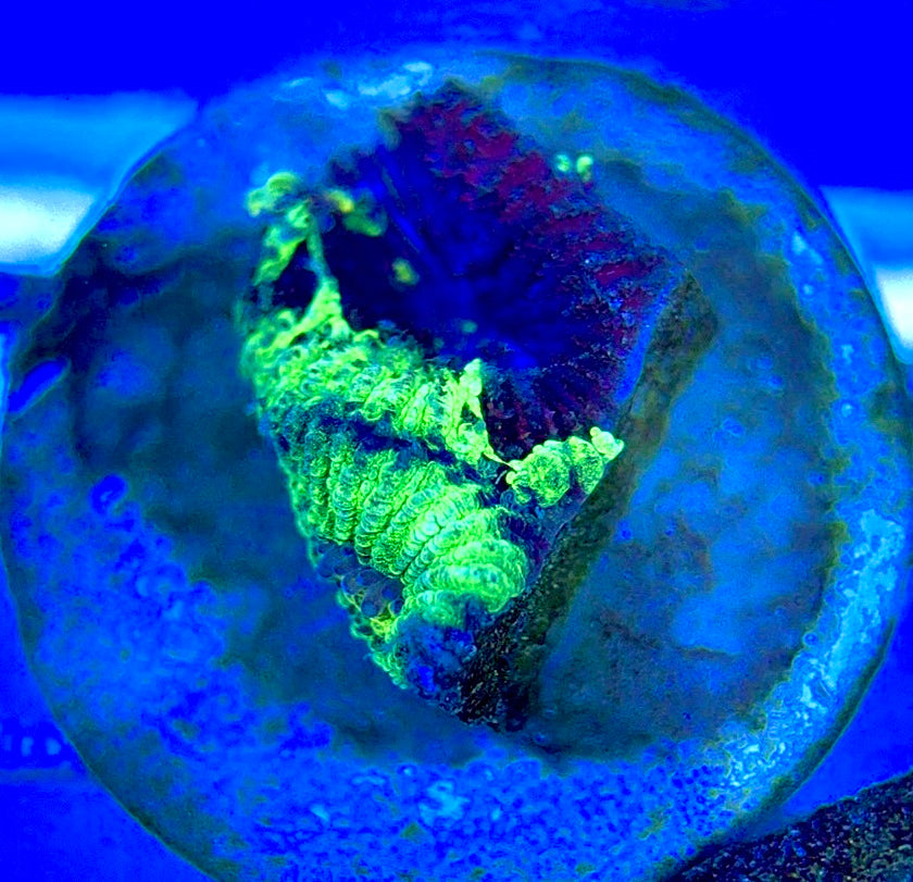 Neon Favia NF052901 WYSIWYG