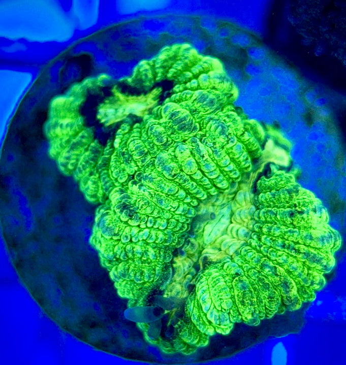 Neon Favia NF052902 WYSIWYG