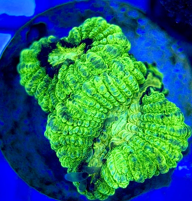 Neon Favia NF052902 WYSIWYG