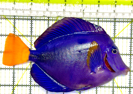 Oman Special Grade Purple Tang OSG042505 WYSIWYG Size: XXL/SHOW 6" and Above