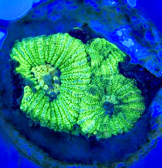 Neon Favia NF052903 WYSIWYG