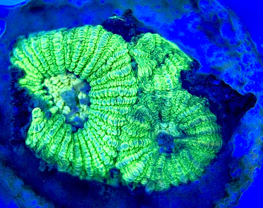 Neon Favia NF052903 WYSIWYG