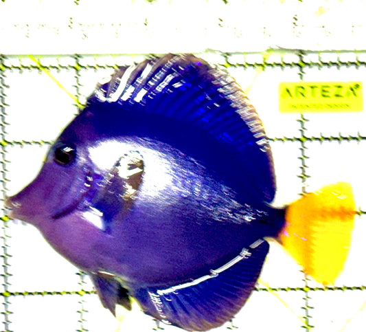 Oman Special Grade Purple Tang OSG042507 WYSIWYG Size: L 4" to 5"