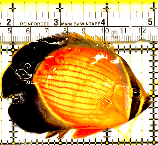 Oman Special Grade Arabian Butterflyfish (Red Sea) OSG042509 WYSIWYG Size: M 3" to 4"