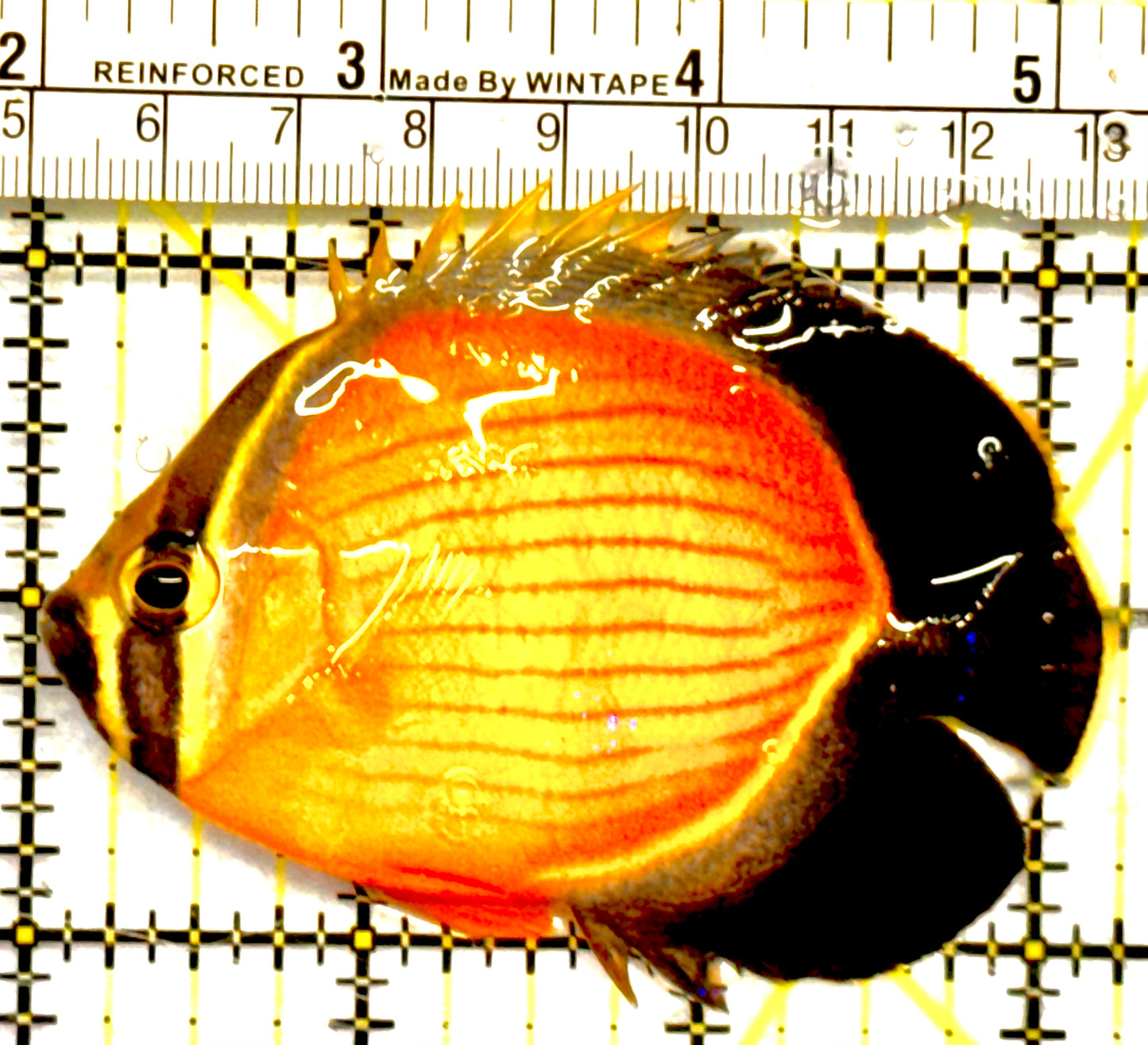 Oman Special Grade Arabian Butterflyfish (Red Sea) OSG042509 WYSIWYG Size: M 3" to 4"