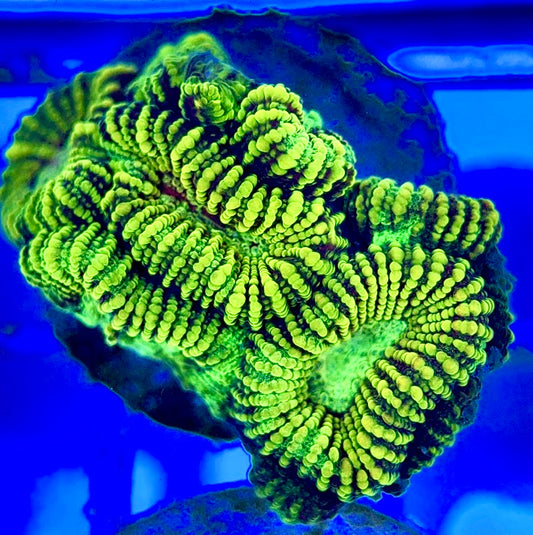 Ultra Neon Favia UNF052901 WYSIWYG