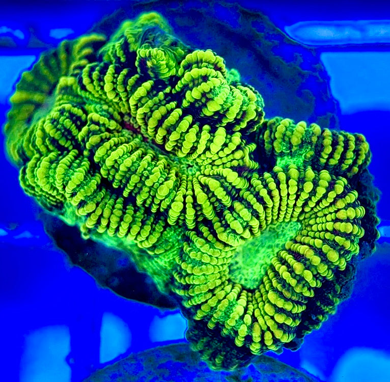 Ultra Neon Favia UNF052901 WYSIWYG