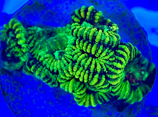Ultra Neon Favia UNF052902 WYSIWYG