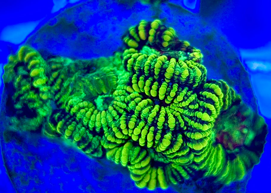 Ultra Neon Favia UNF052902 WYSIWYG