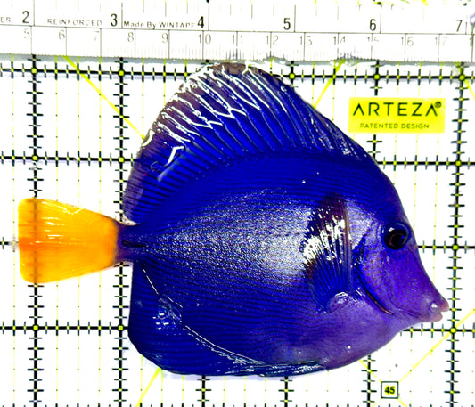 Oman Special Grade Purple Tang OSG042513 WYSIWYG Size: L 4" to 5"
