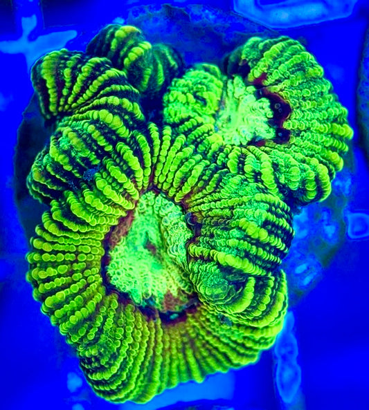 Ultra Neon Favia UNF052904 WYSIWYG