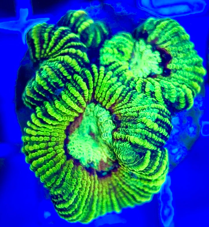 Ultra Neon Favia UNF052904 WYSIWYG