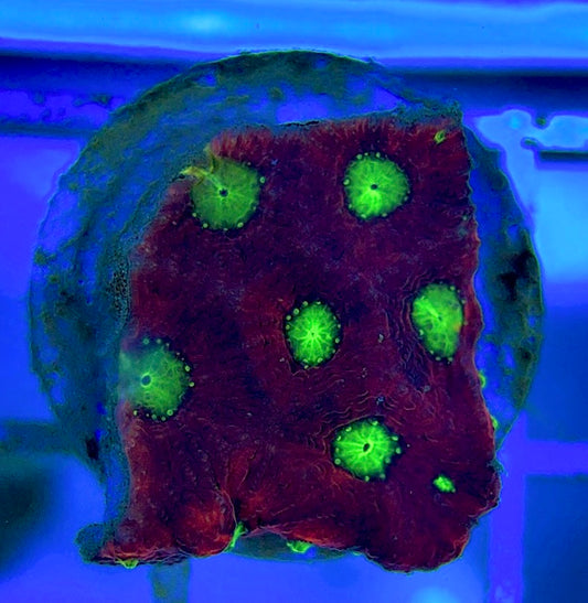VA Ultra Red/Green Eye Chalice VURGEC052902 WYSIWYG