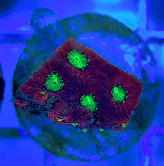 VA Ultra Red/Green Eye Chalice VURGEC052903 WYSIWYG
