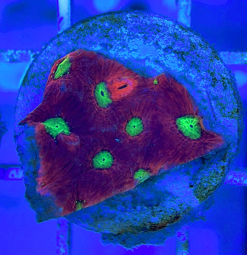 VA Ultra Red/Green Eye Chalice VURGEC052904 WYSIWYG