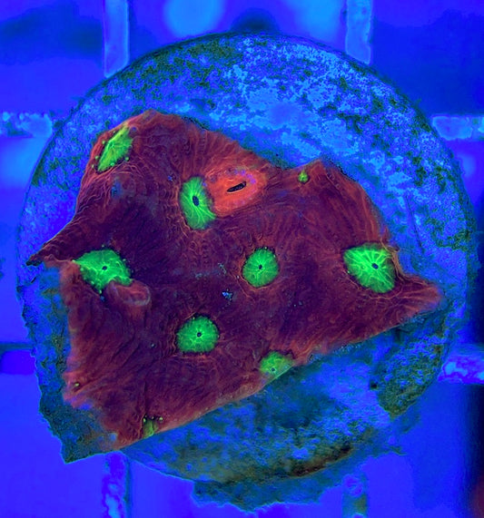 VA Ultra Red/Green Eye Chalice VURGEC052904 WYSIWYG