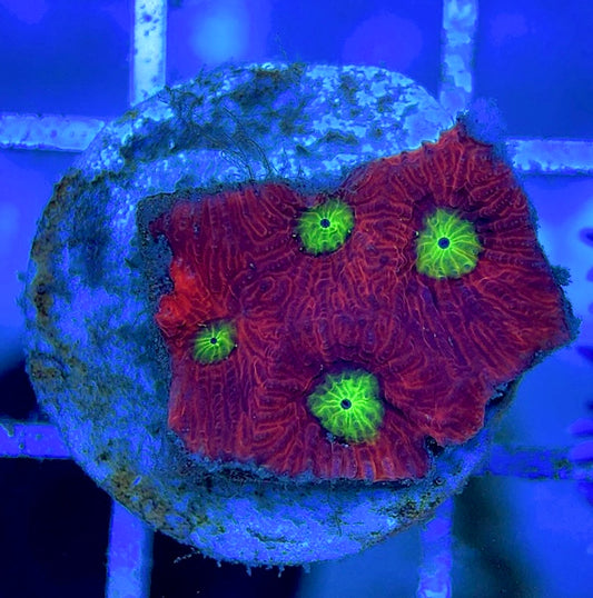 VA Ultra Red/Green Eye Chalice VURGEC052901 WYSIWYG