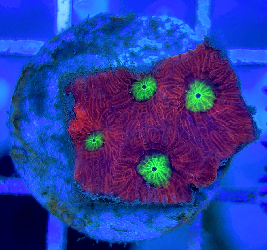 VA Ultra Red/Green Eye Chalice VURGEC052901 WYSIWYG
