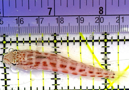 Sandhopper Blenny SB030101 WYSIWYG Size: M 2.5" approx