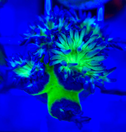 Neon Green Duncan Coral NGDC052901 WYSIWYG
