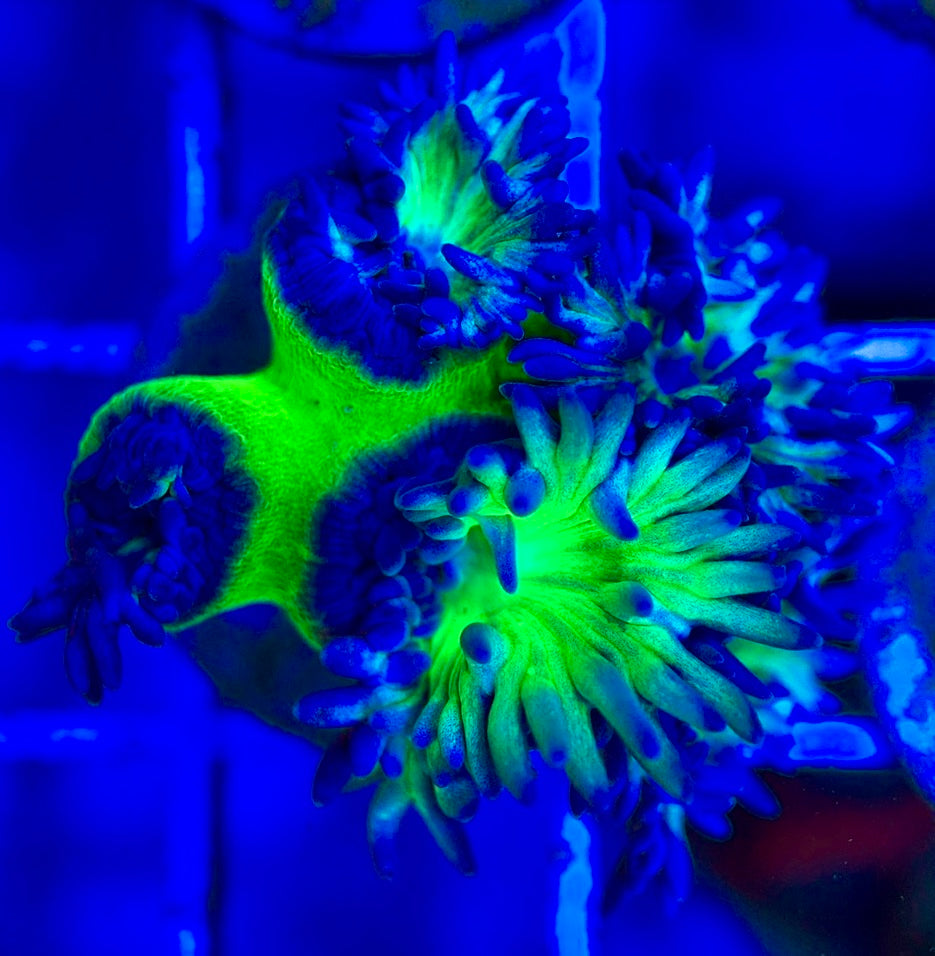 Neon Green Duncan Coral NGDC052901 WYSIWYG