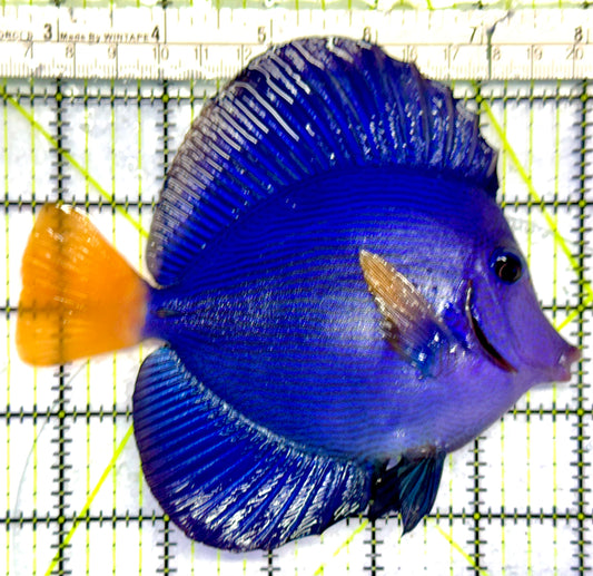 Oman Special Grade Purple Tang OSG042521 WYSIWYG Size: L 4" to 5"