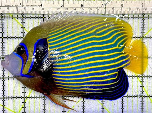 Emperor Angelfish (Oman Special Grade Red Sea) OSG042522 WYSIWYG Size: XXL 7” to 8"