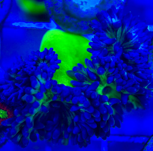 Neon Green Duncan Coral NGDC052903 WYSIWYG