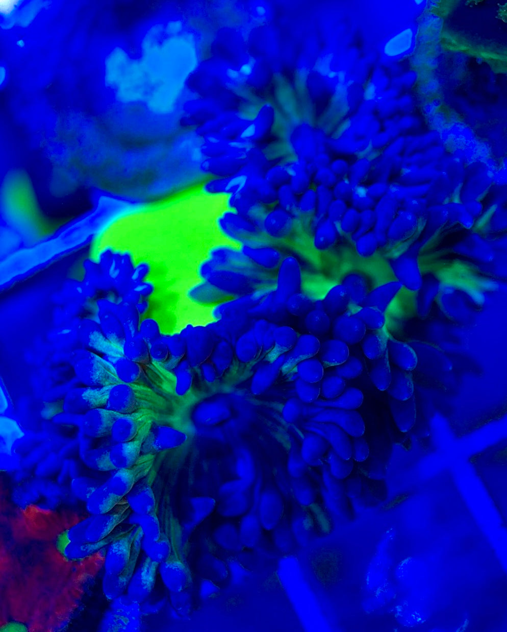 Neon Green Duncan Coral NGDC052903 WYSIWYG