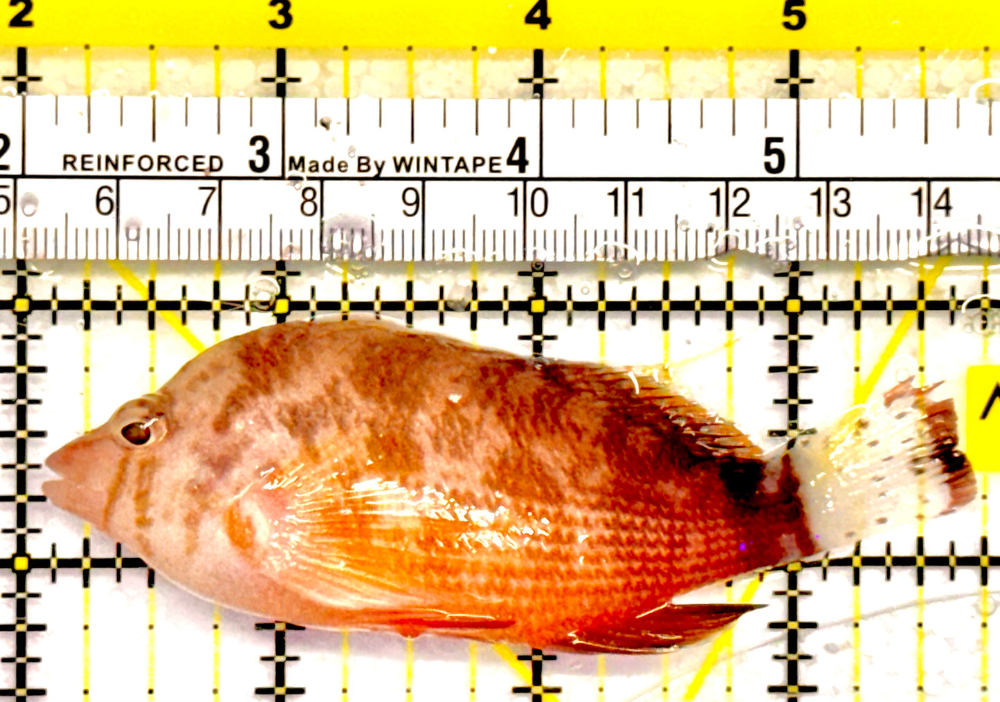 Rare Oman Hawkfish Special Grade Red Sea Size: XL 3" to 4”