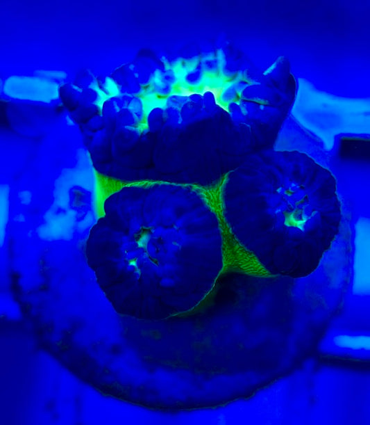 Neon Green Duncan Coral NGDC052904 WYSIWYG