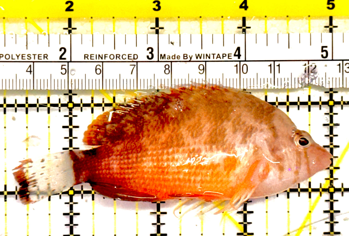 Rare Oman Hawkfish Special Grade Red Sea Size: XL 3" to 4”