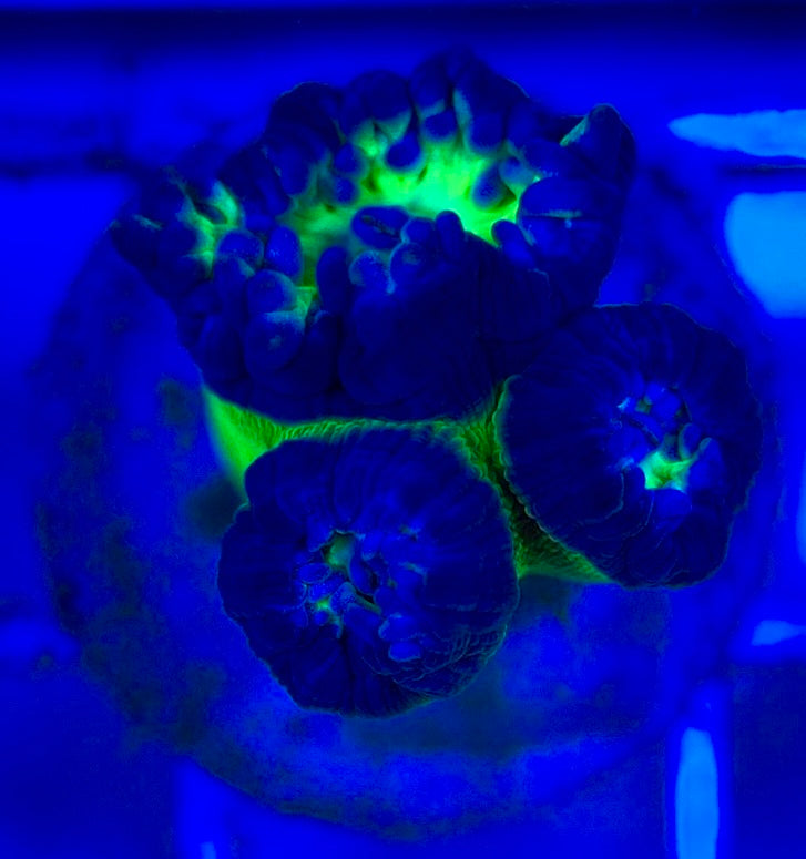 Neon Green Duncan Coral NGDC052904 WYSIWYG