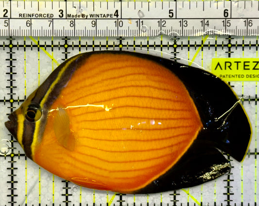 Oman Special Grade Arabian Butterflyfish (Red Sea) OSG042526 WYSIWYG Size: L 4" to 5"