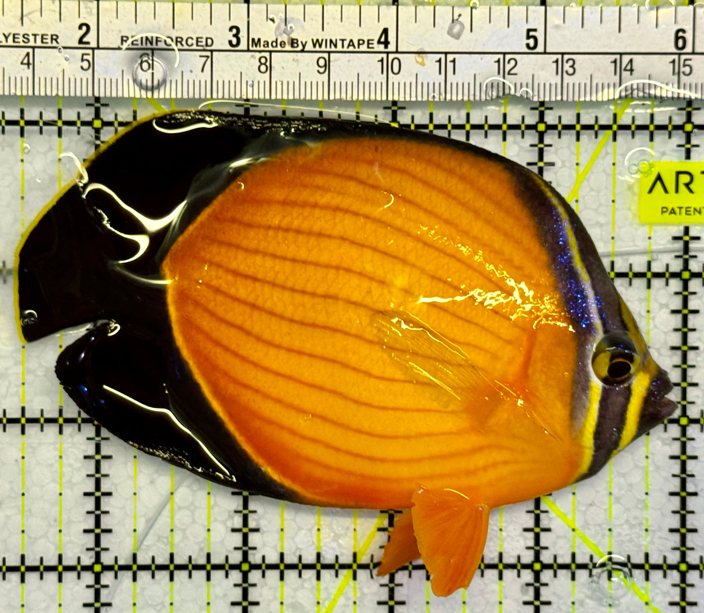 Oman Special Grade Arabian Butterflyfish (Red Sea) OSG042526 WYSIWYG Size: L 4" to 5"