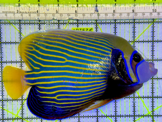 Emperor Angelfish (Oman Special Grade Red Sea) OSG042528 WYSIWYG Size: XXL 8"
