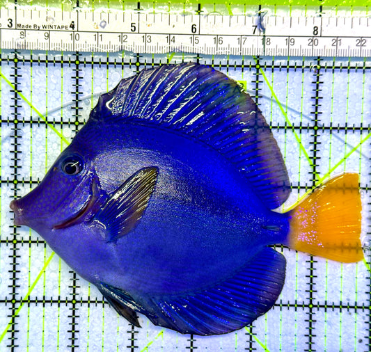Oman Special Grade Purple Tang OSG042530 WYSIWYG Size: XXL/SHOW 6"