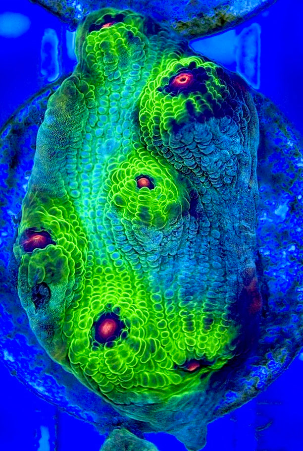 Pink Eye Mycedium Chalice PEM052901 WYSIWYG