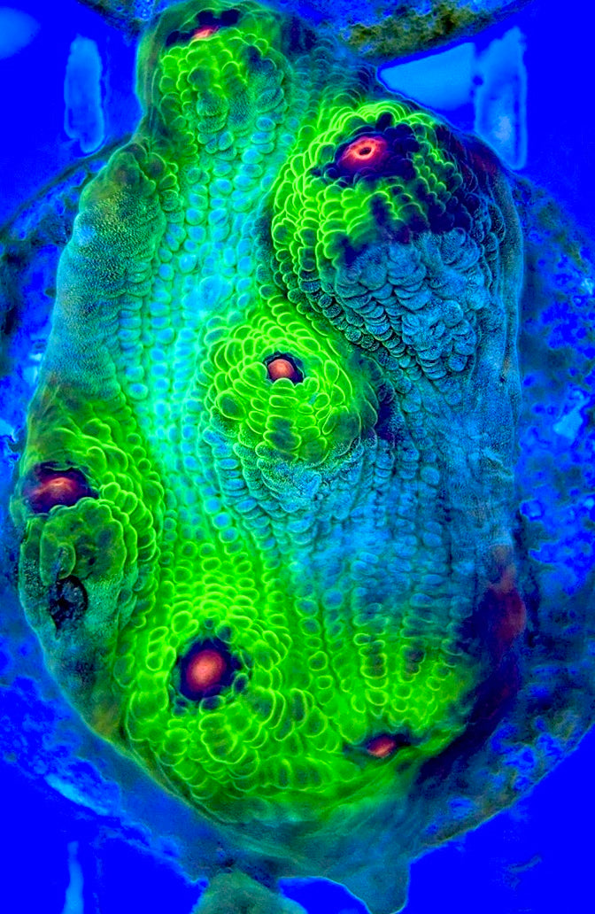 Pink Eye Mycedium Chalice PEM052901 WYSIWYG
