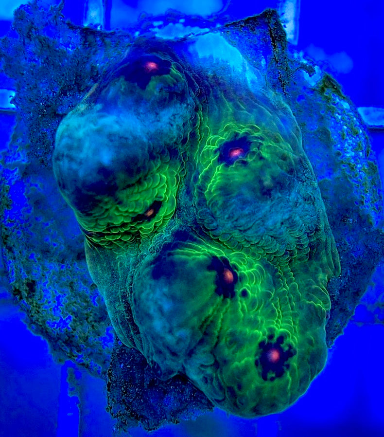 Pink Eye Mycedium Chalice PEM052902 WYSIWYG