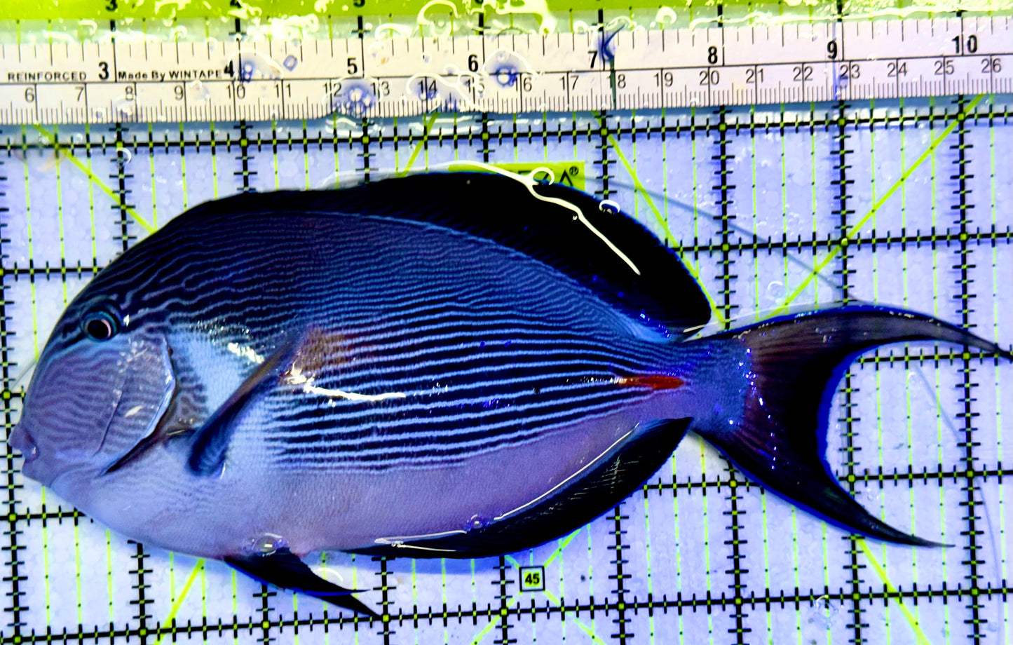 Sohal Tang (Oman Special Grade Red Sea) OSG042531 WYSIWYG Size: XXL/SHOW 8"
