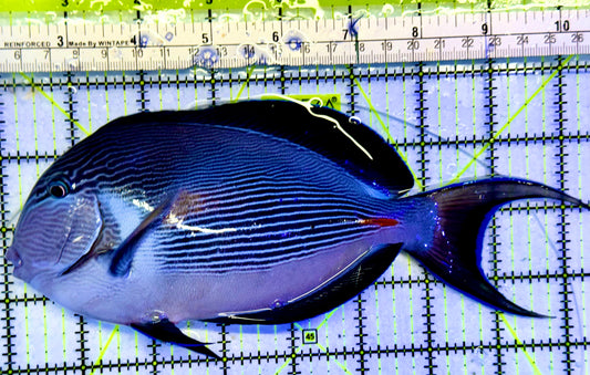 Sohal Tang (Oman Special Grade Red Sea) OSG042531 WYSIWYG Size: XXL/SHOW 8"